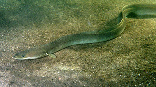 Pescare l' Anguilla