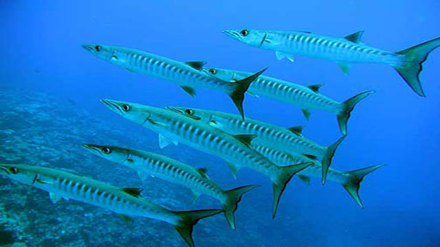 Come Pescare il Barracuda