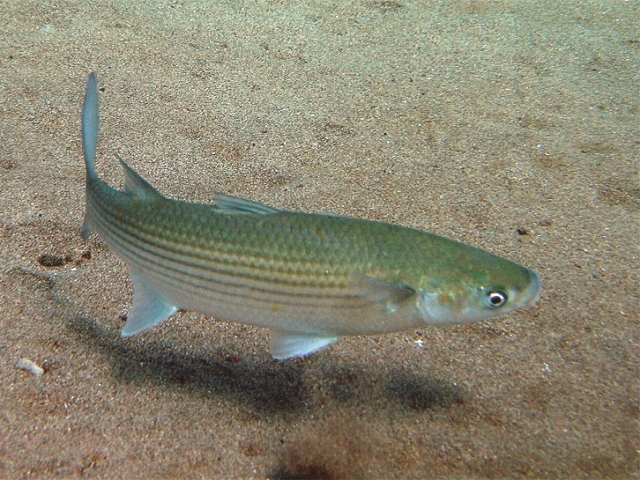 Come Si Pesca Il Cefalo